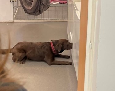 Kajsa kör specialsök