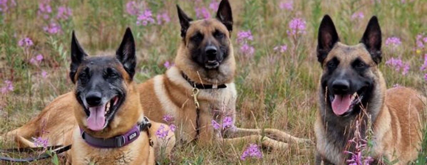 Hundar som ligger stilla bredvid varandra på en äng