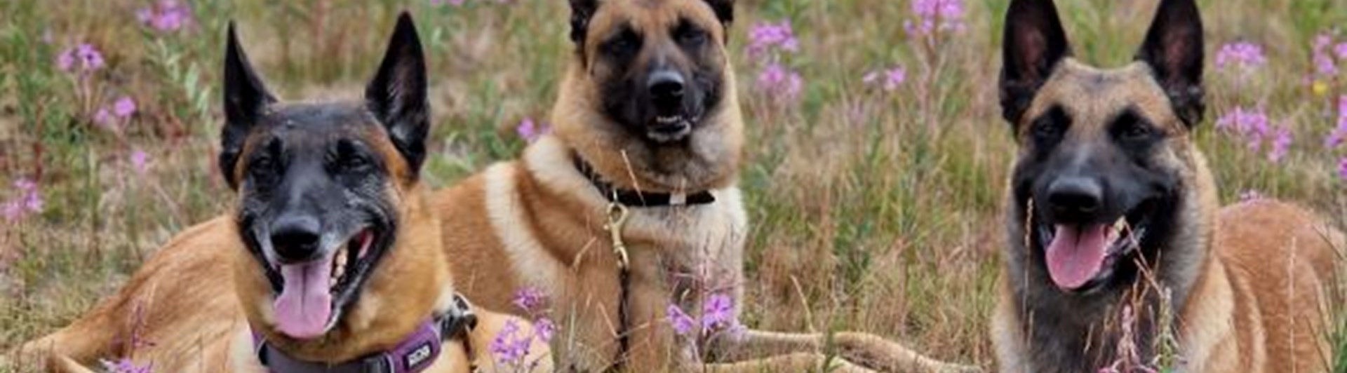 Hundar som ligger stilla bredvid varandra på en äng