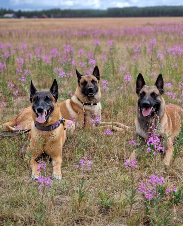 Hundar som ligger stilla bredvid varandra på en äng