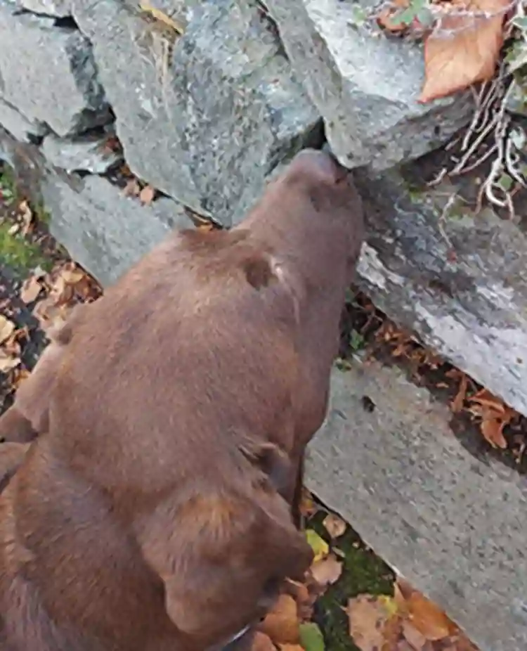 Chokladfärgad labrador markerar en gömma i en stengärdsgård. Foto: Erika Olofsson.