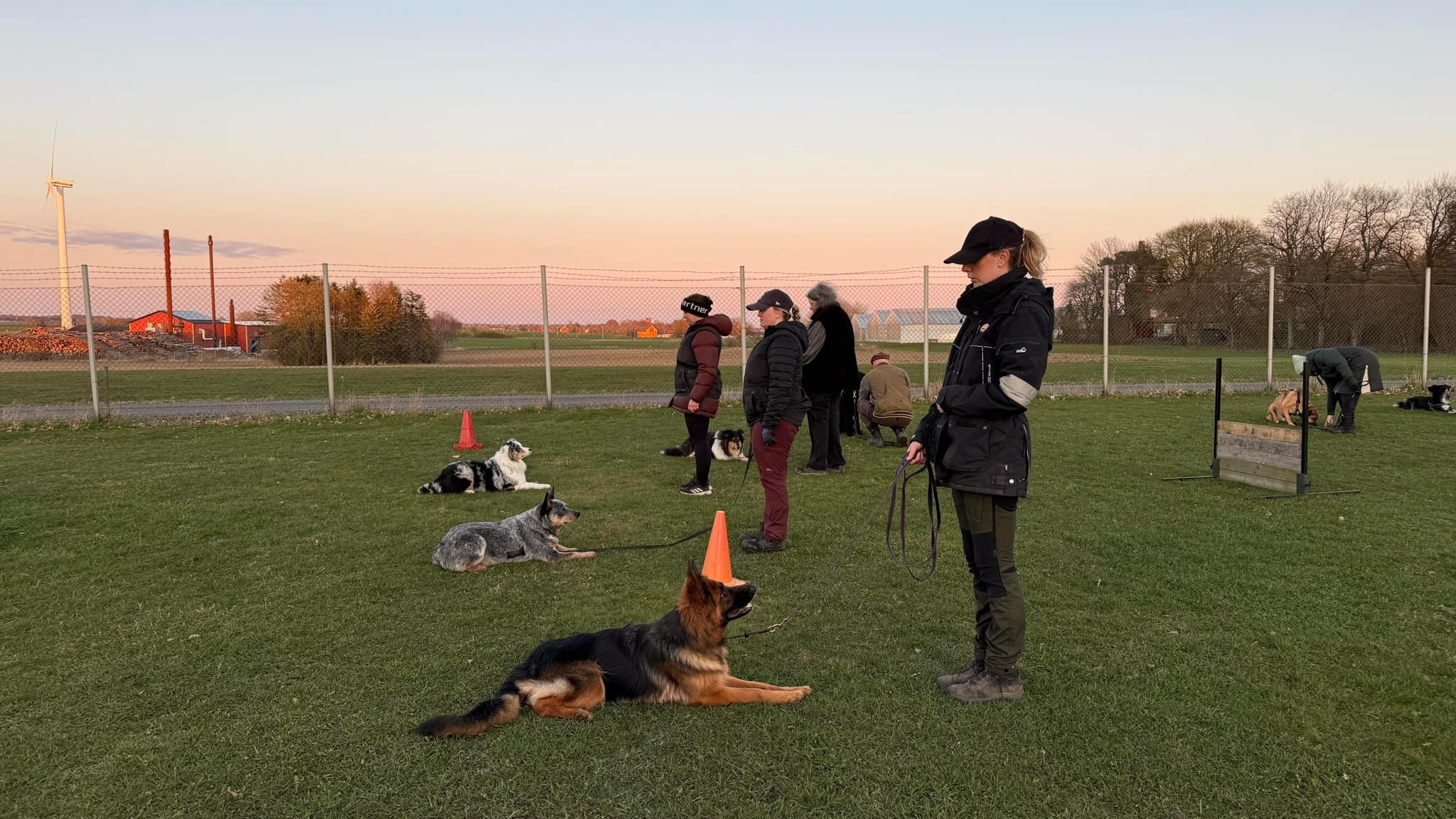 Tre hundar som ligger plats. Tre hundförare på kort avstånd från hundarna. 