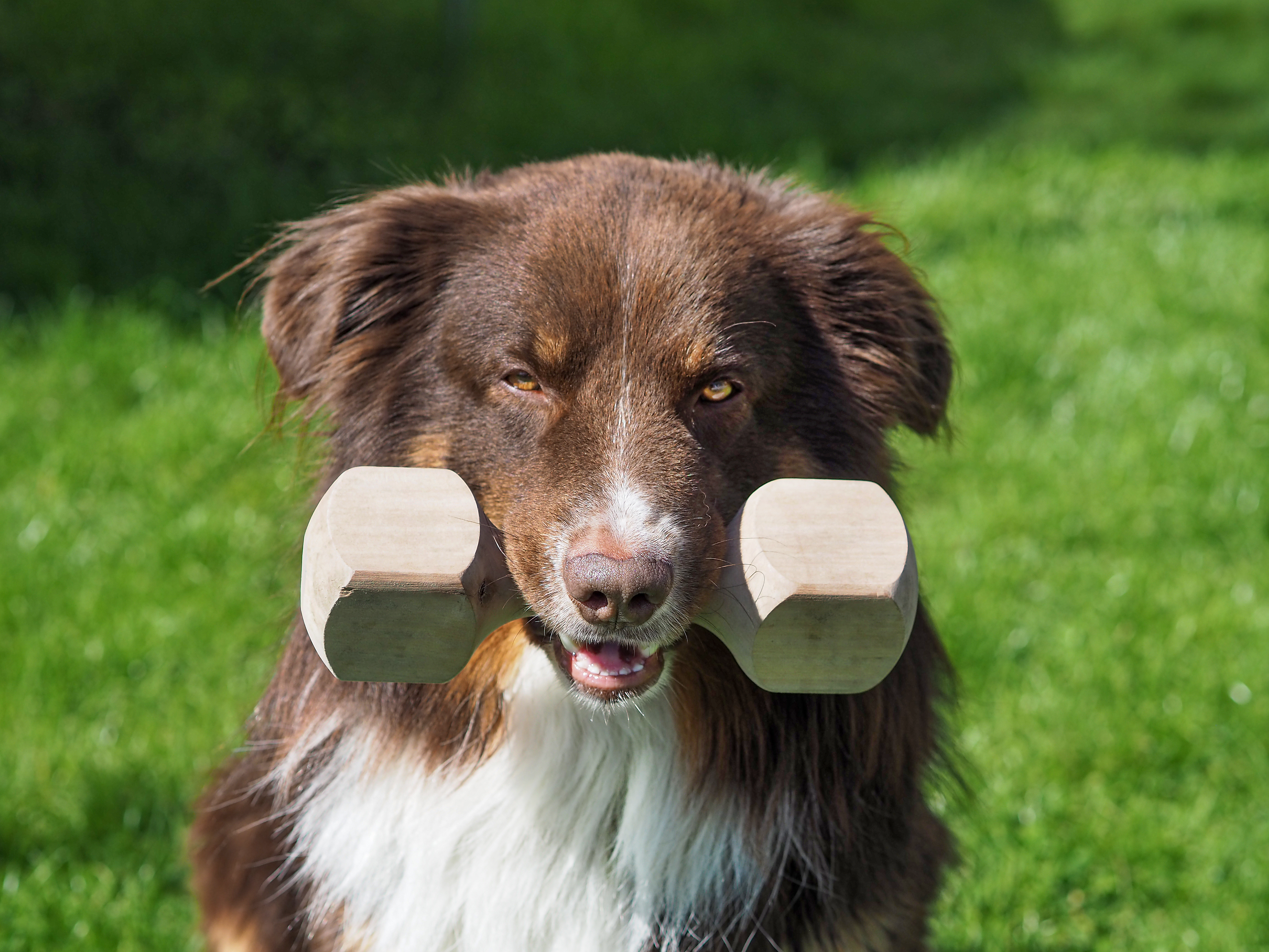 En australian shepherd med en bruksapport i munnen.