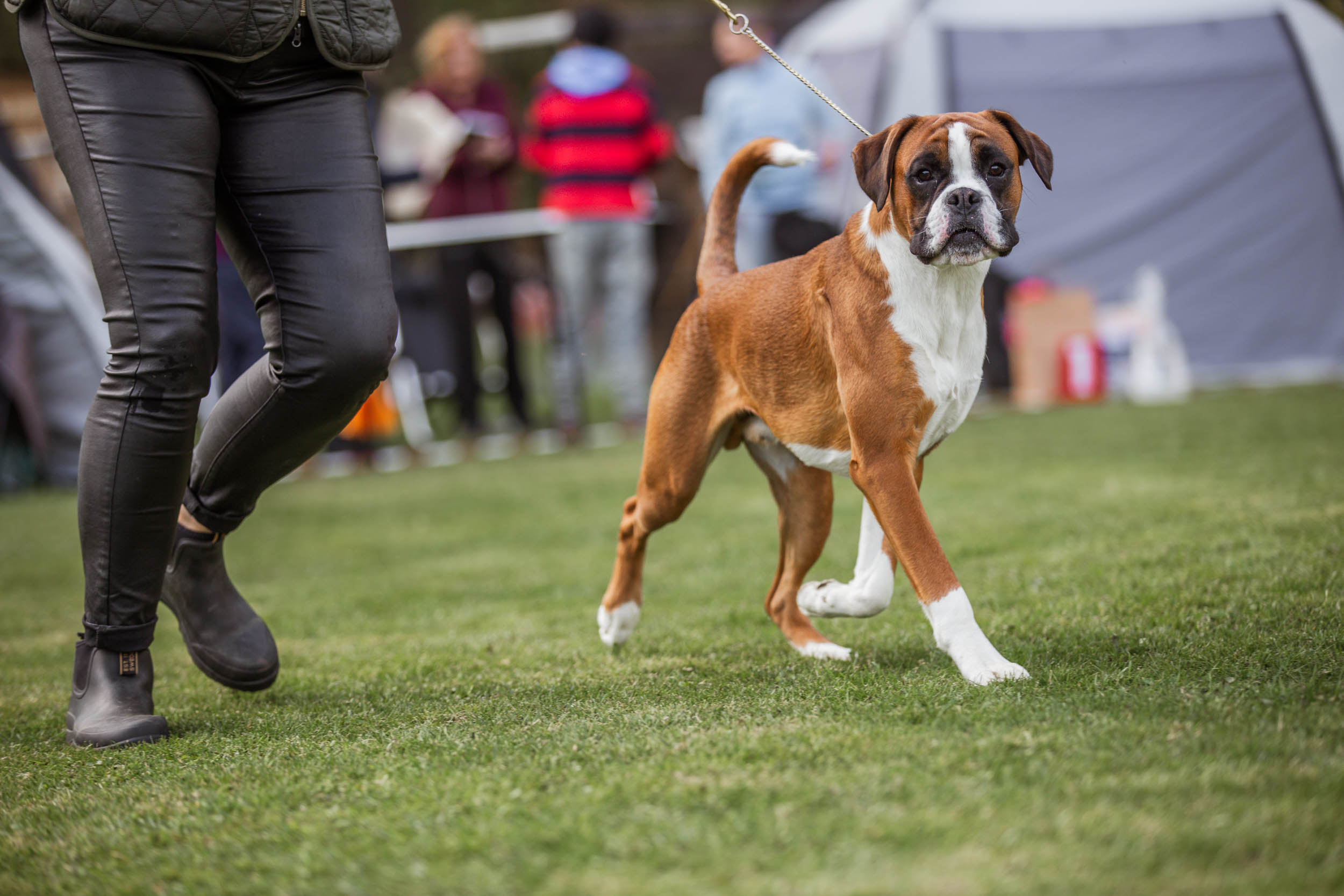 Boxer
