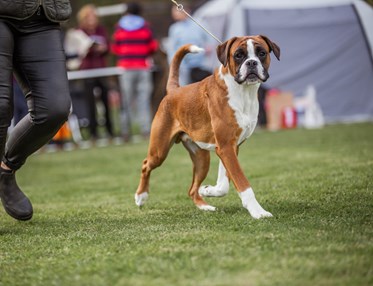 Boxer