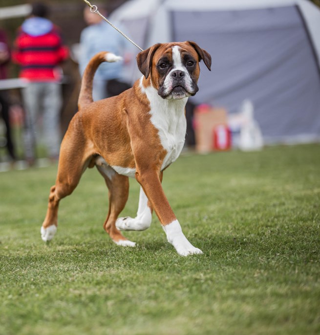 Boxer