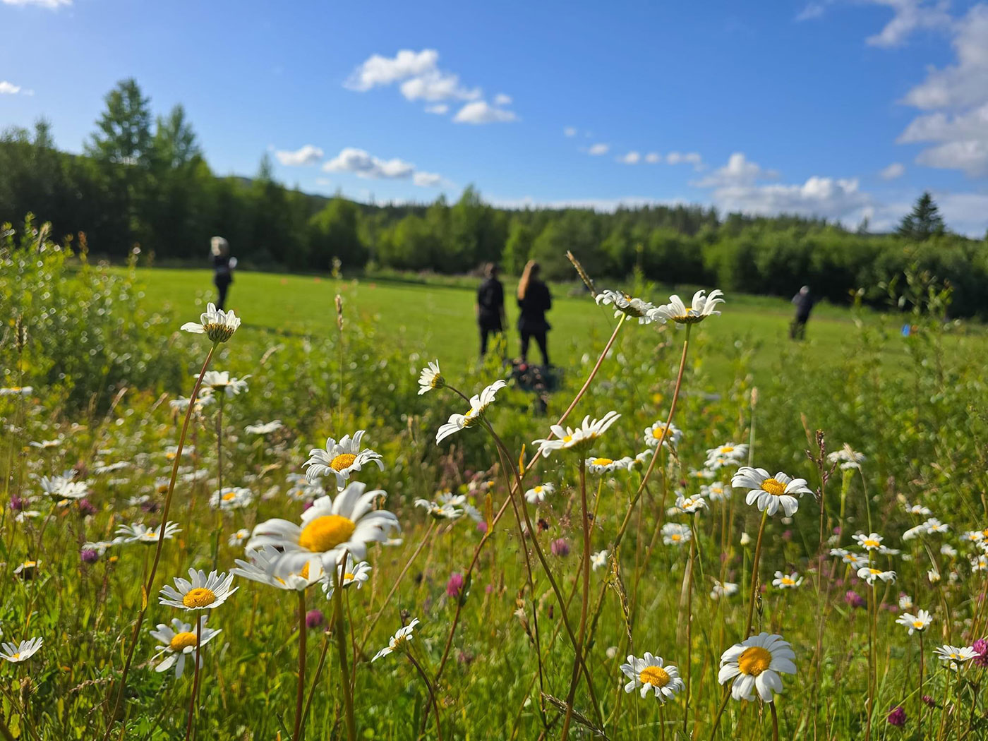 Bild tagen ut över apellplanen med fokus på sommarblommor i förgrunden