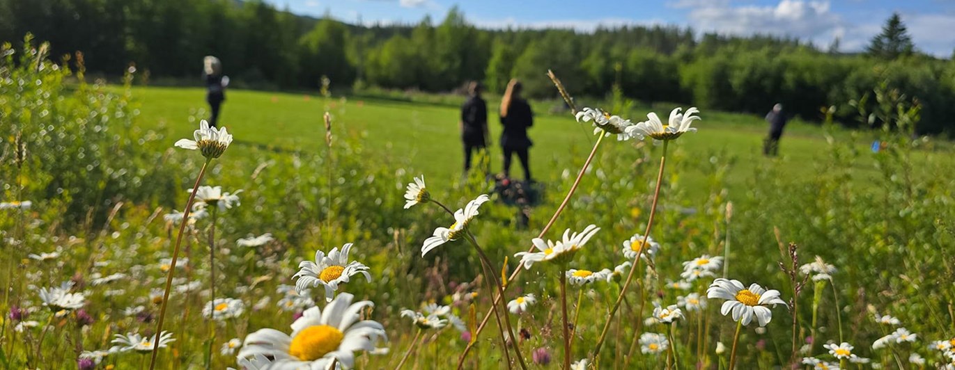 Bild tagen ut över apellplanen med fokus på sommarblommor i förgrunden