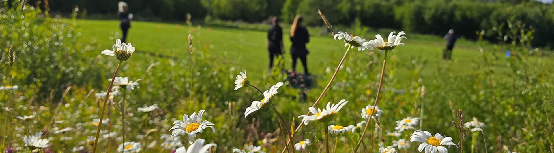 Bild tagen ut över apellplanen med fokus på sommarblommor i förgrunden