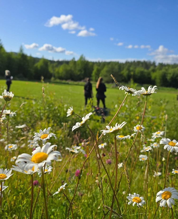 Bild tagen ut över apellplanen med fokus på sommarblommor i förgrunden