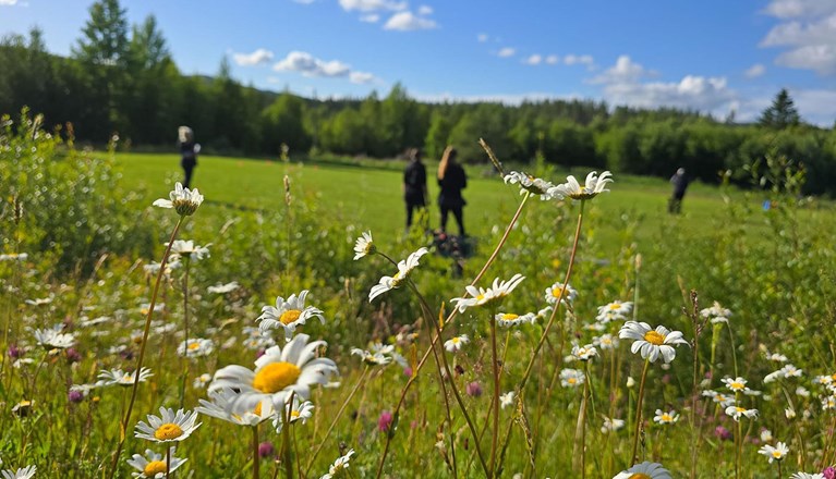Bild tagen ut över apellplanen med fokus på sommarblommor i förgrunden
