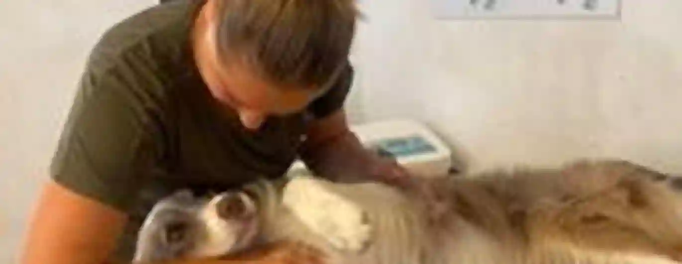 Bilden visar massage av hund