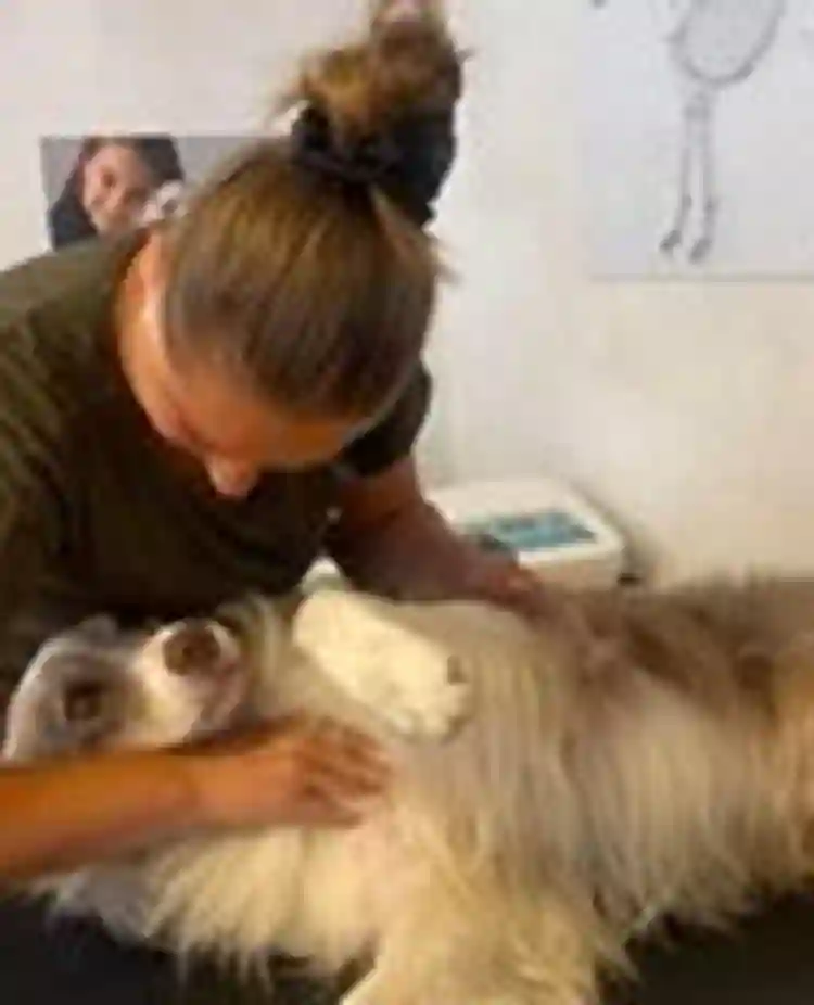 Bilden visar massage av hund