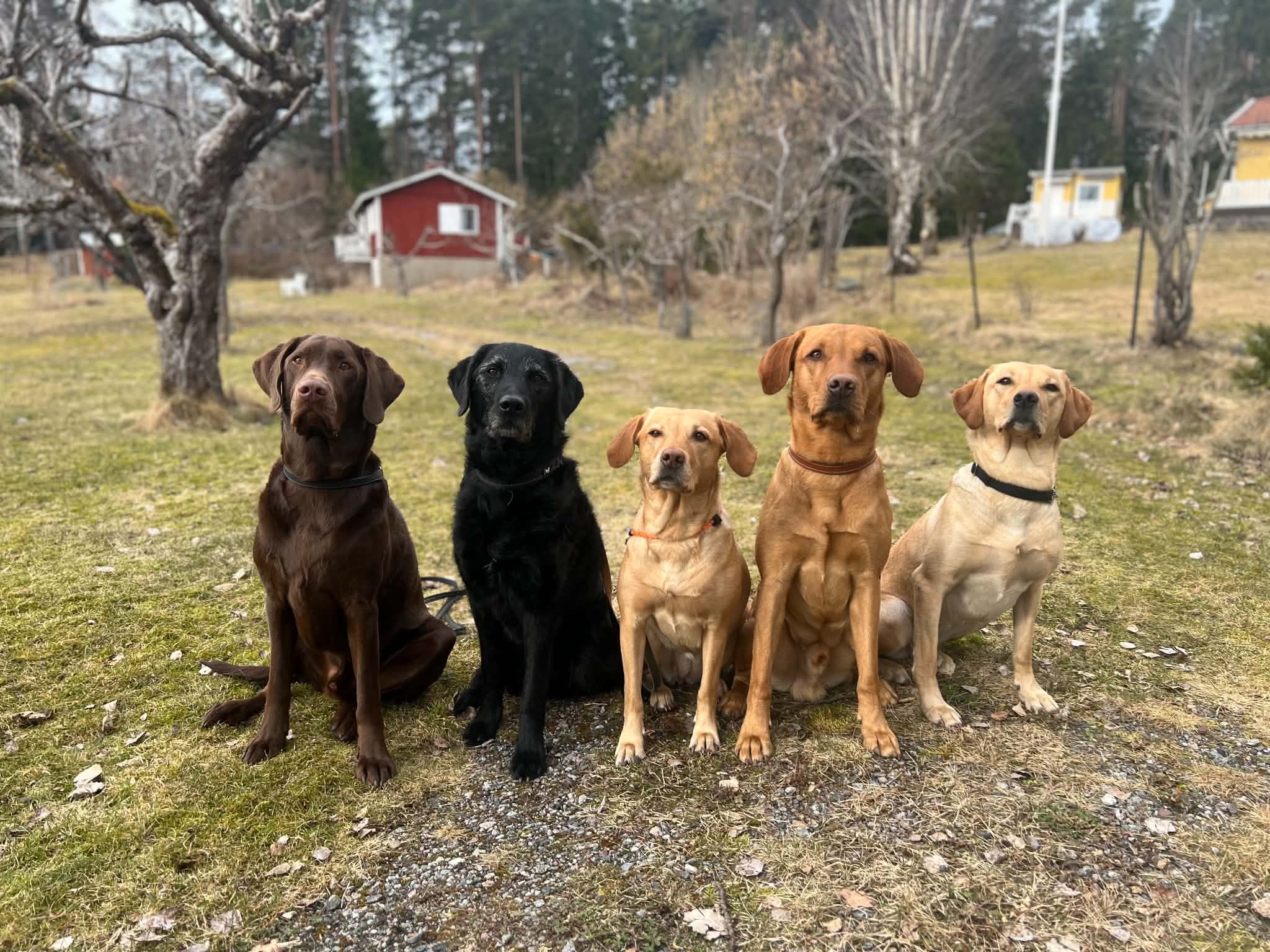 Labradorer uppställda i rad