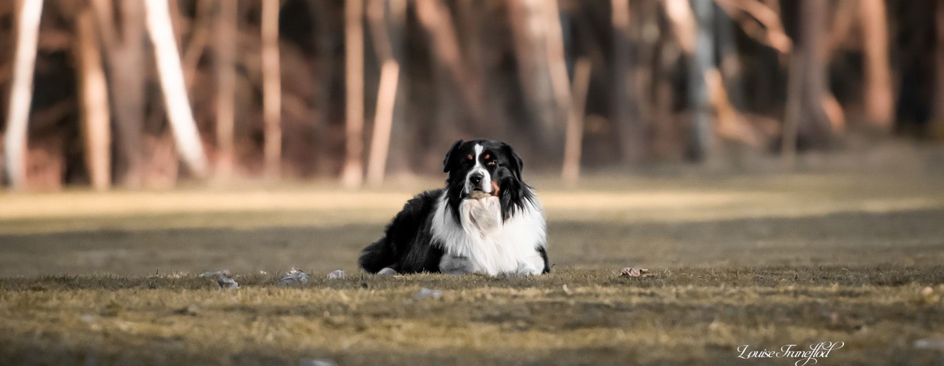 hund på platsliggning