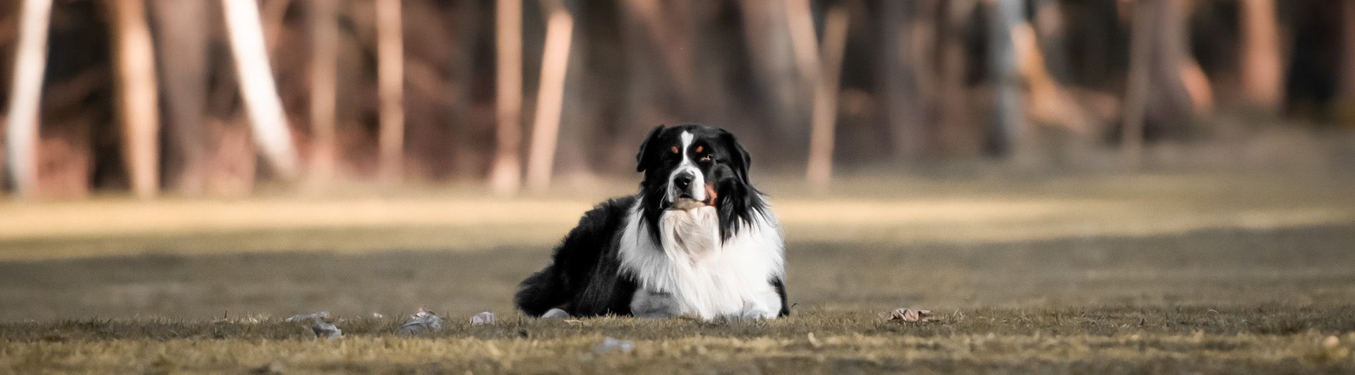 hund på platsliggning