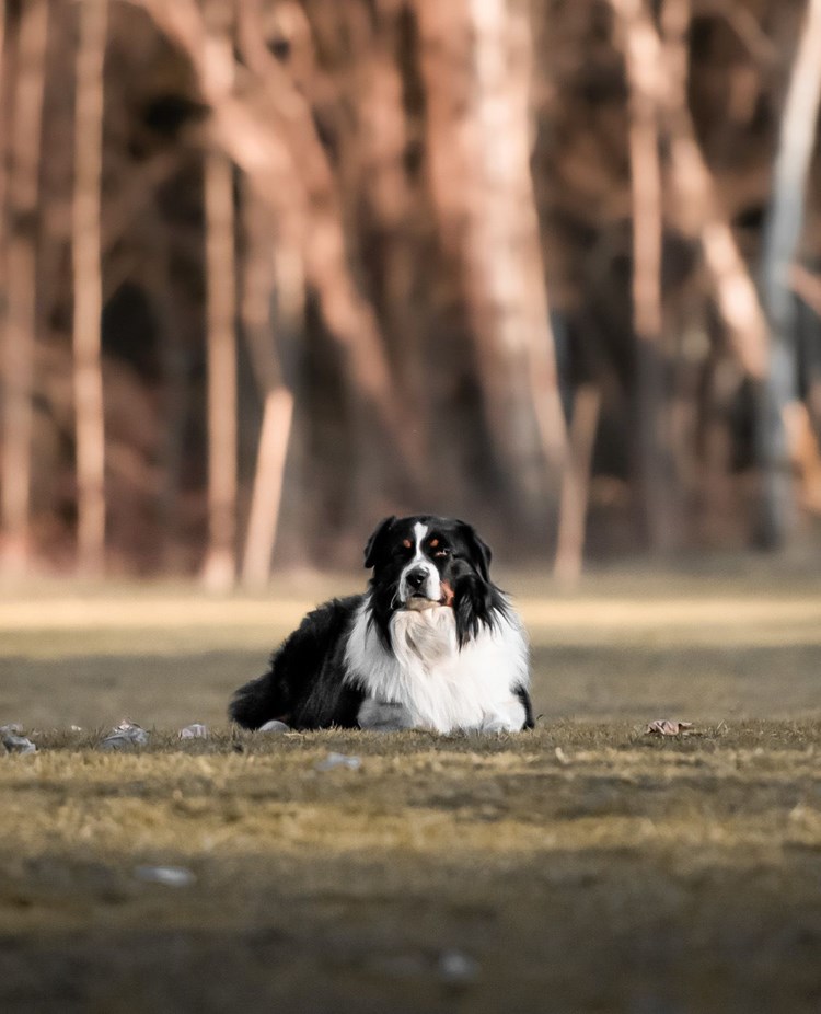 hund på platsliggning