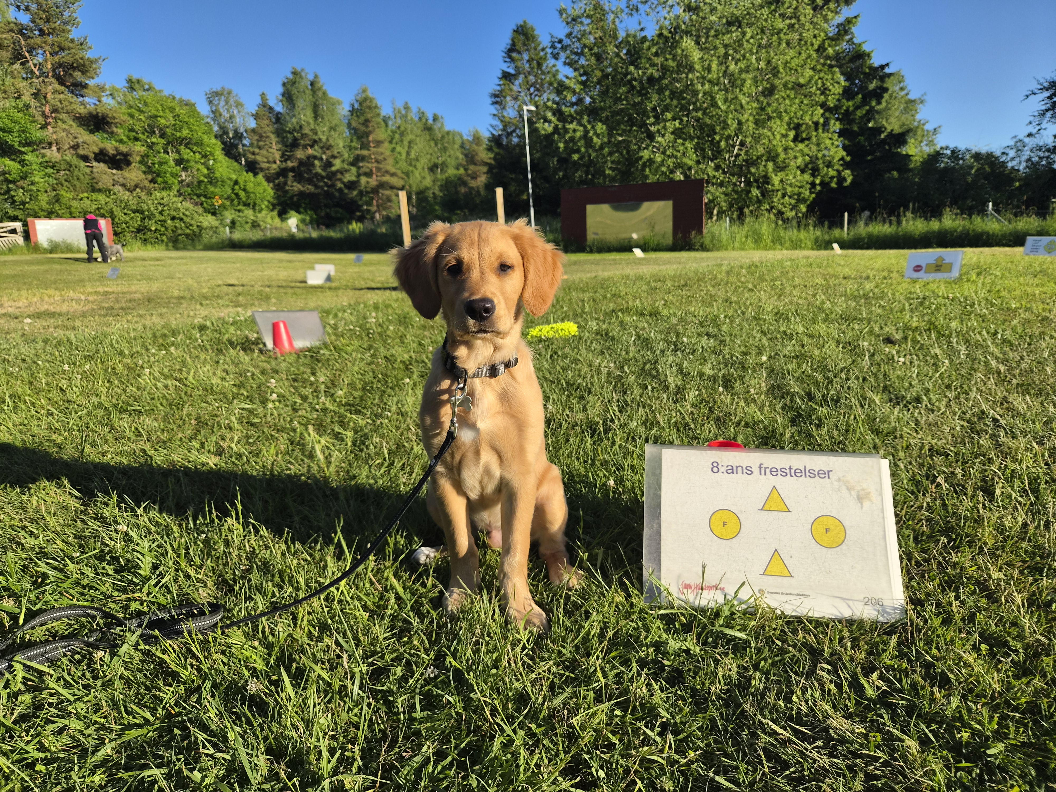 Ung labrador sitter brevid skylt på Rallylydnadsplan