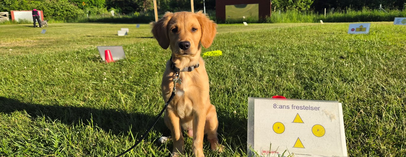 Ung labrador sitter brevid skylt på Rallylydnadsplan