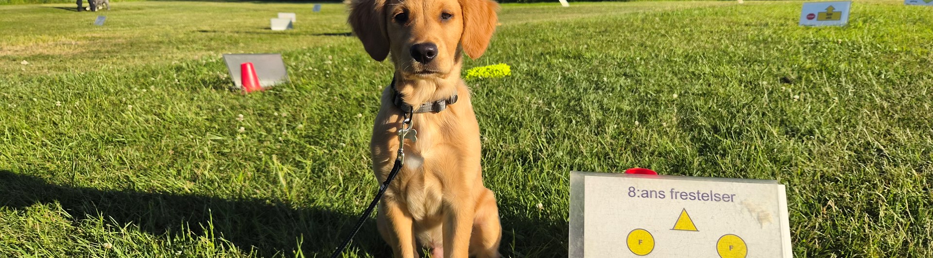 Ung labrador sitter brevid skylt på Rallylydnadsplan