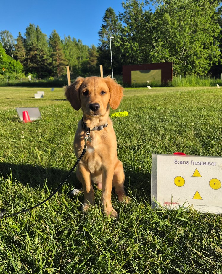 Ung labrador sitter brevid skylt på Rallylydnadsplan
