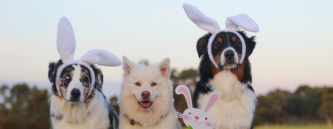 Påskhundar