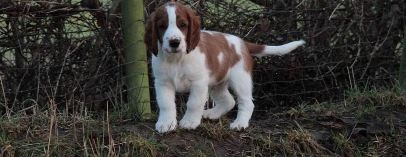 Springer Spaniel valp