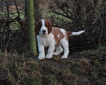 Springer Spaniel valp
