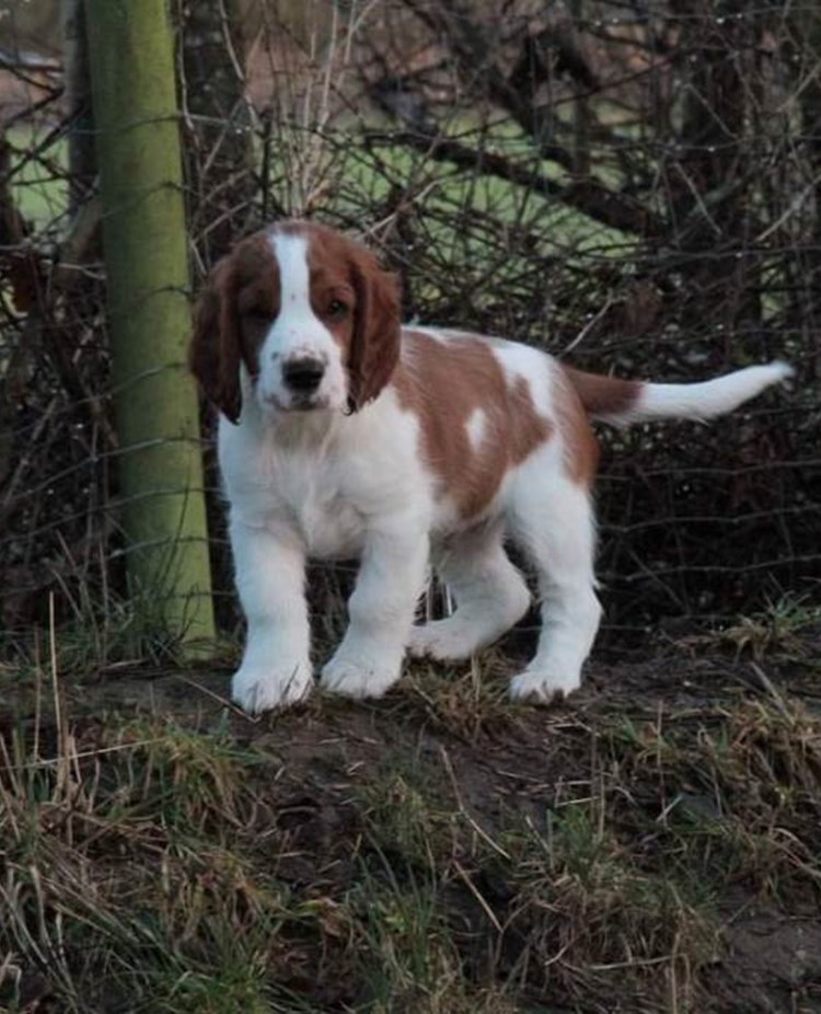 Springer Spaniel valp