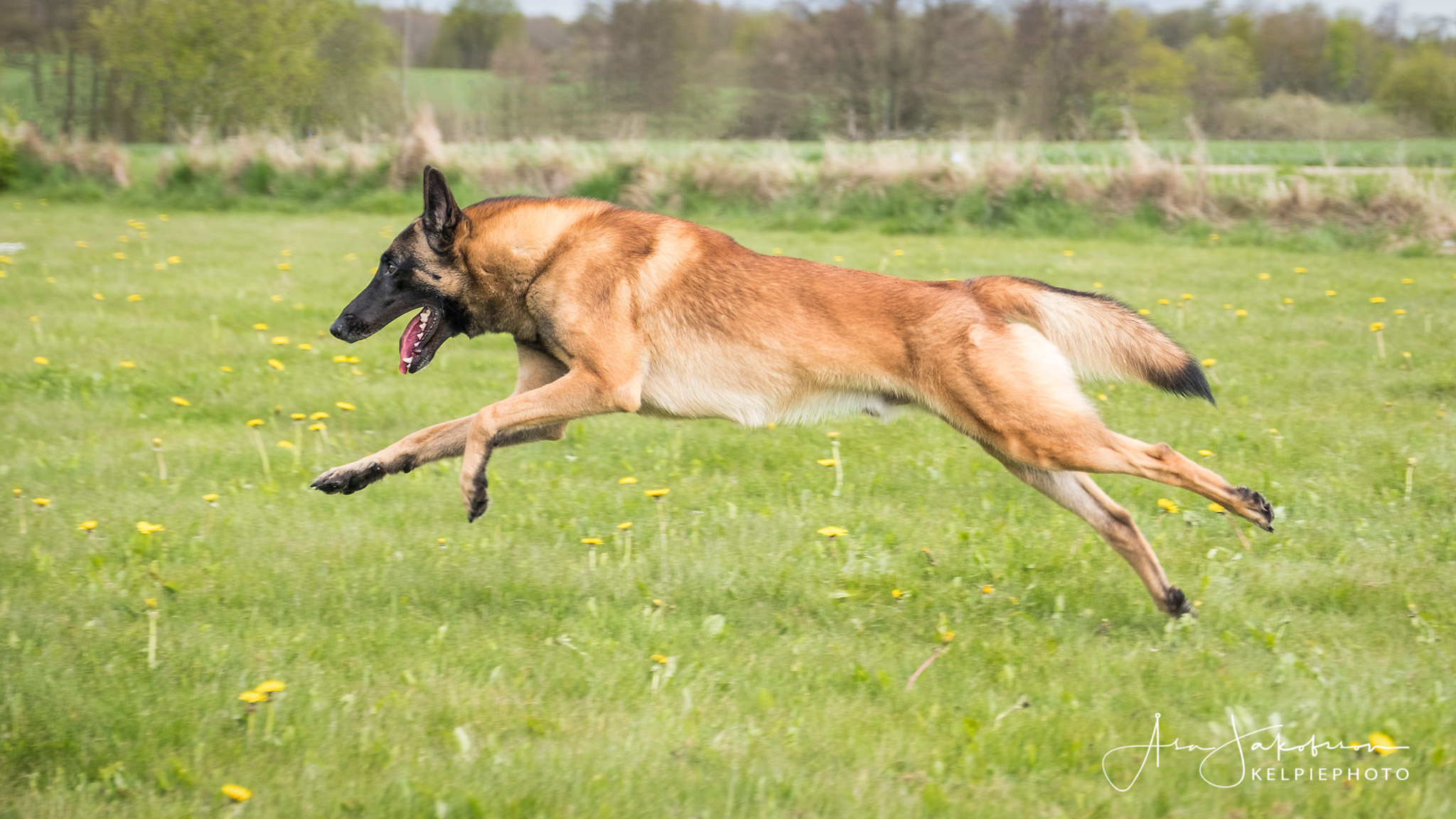 Fotograf: Åsa Jakobsson KelpiePhoto