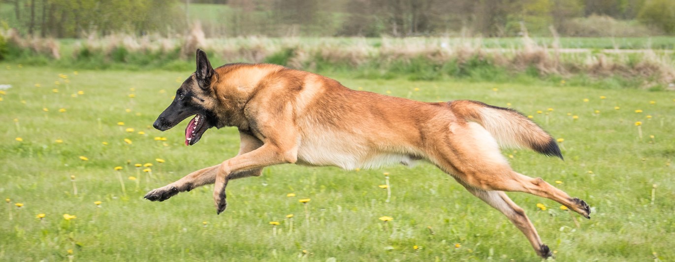 Fotograf: Åsa Jakobsson KelpiePhoto