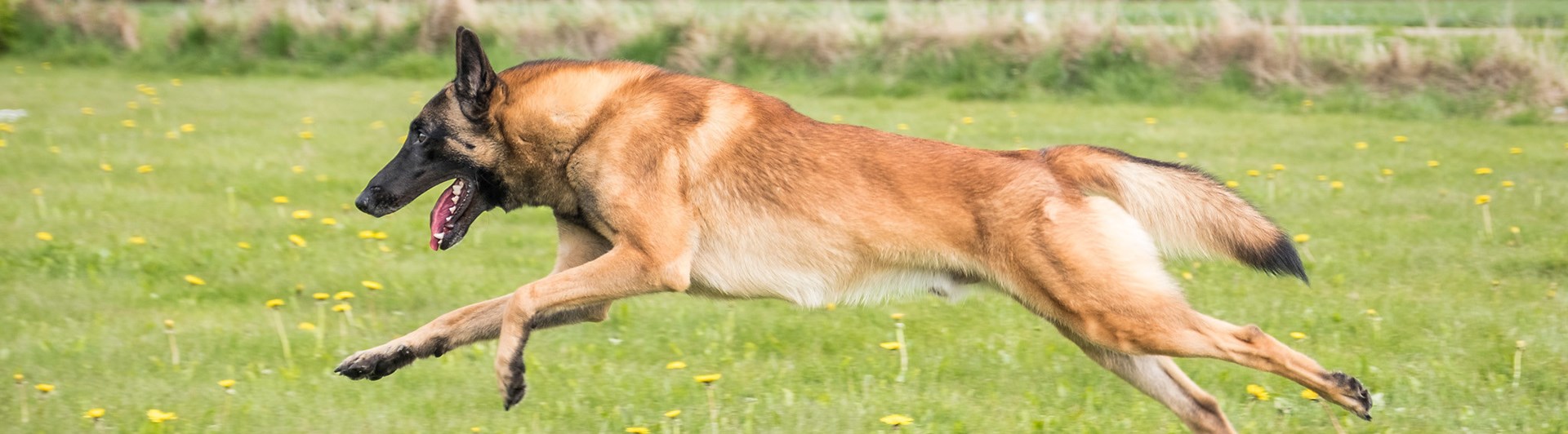 Fotograf: Åsa Jakobsson KelpiePhoto