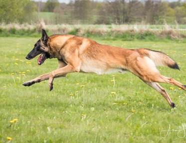 Fotograf: Åsa Jakobsson KelpiePhoto