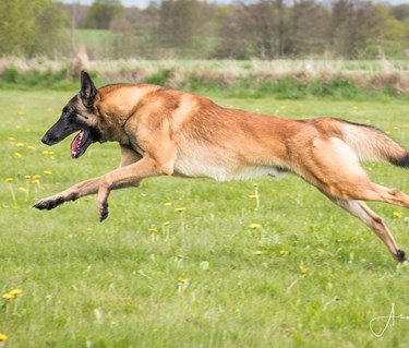Fotograf: Åsa Jakobsson KelpiePhoto