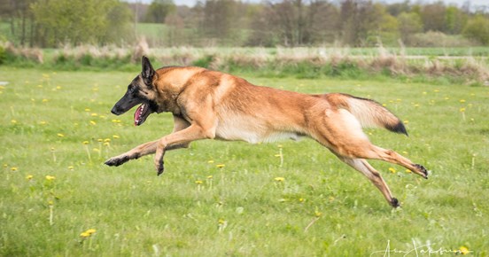 Fotograf: Åsa Jakobsson KelpiePhoto