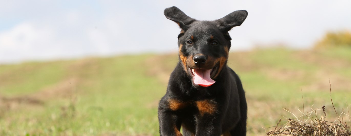 Beauceronvalp kommer springande på fält