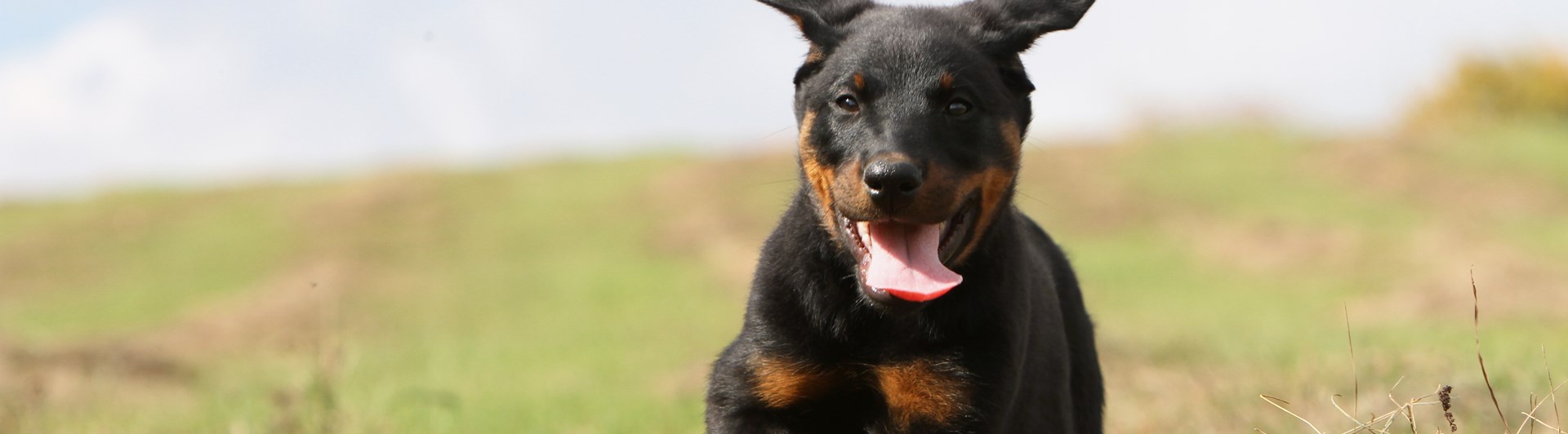 Beauceronvalp kommer springande på fält
