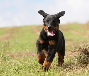 Beauceronvalp kommer springande på fält