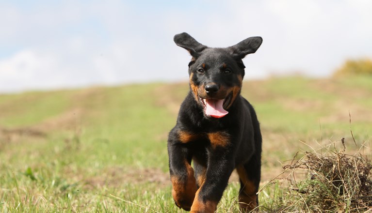 Beauceronvalp kommer springande på fält