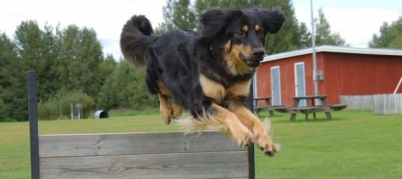 Bild på en hund som hoppar över ett hinder