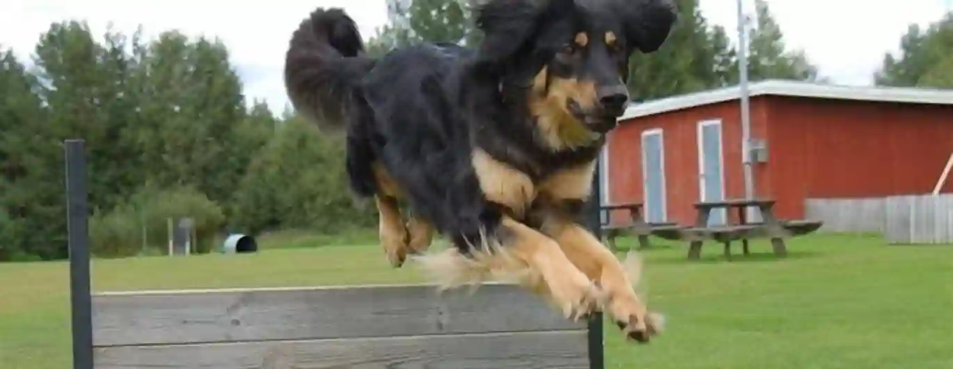Bild på en hund som hoppar över ett hinder