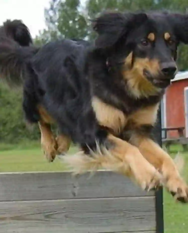 Bild på en hund som hoppar över ett hinder