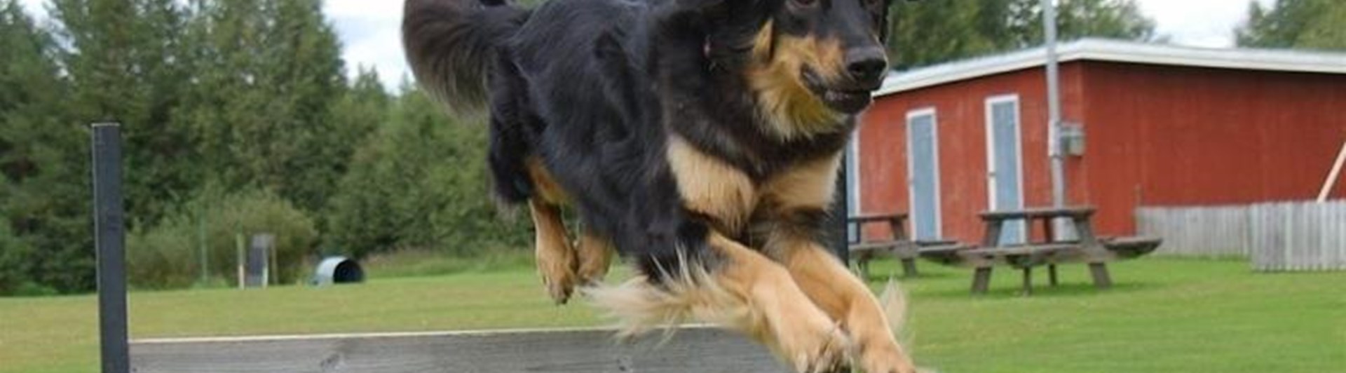 Bild på en hund som hoppar över ett hinder