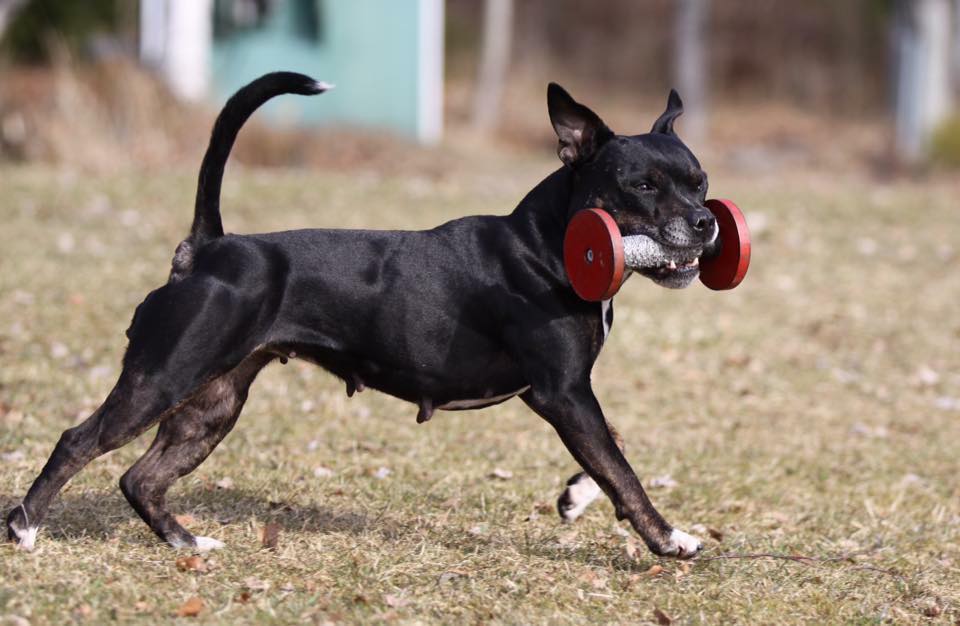 Staffe apporterar. Foto: Kristina Svensson