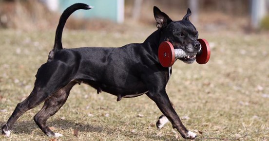 Staffe apporterar. Foto: Kristina Svensson