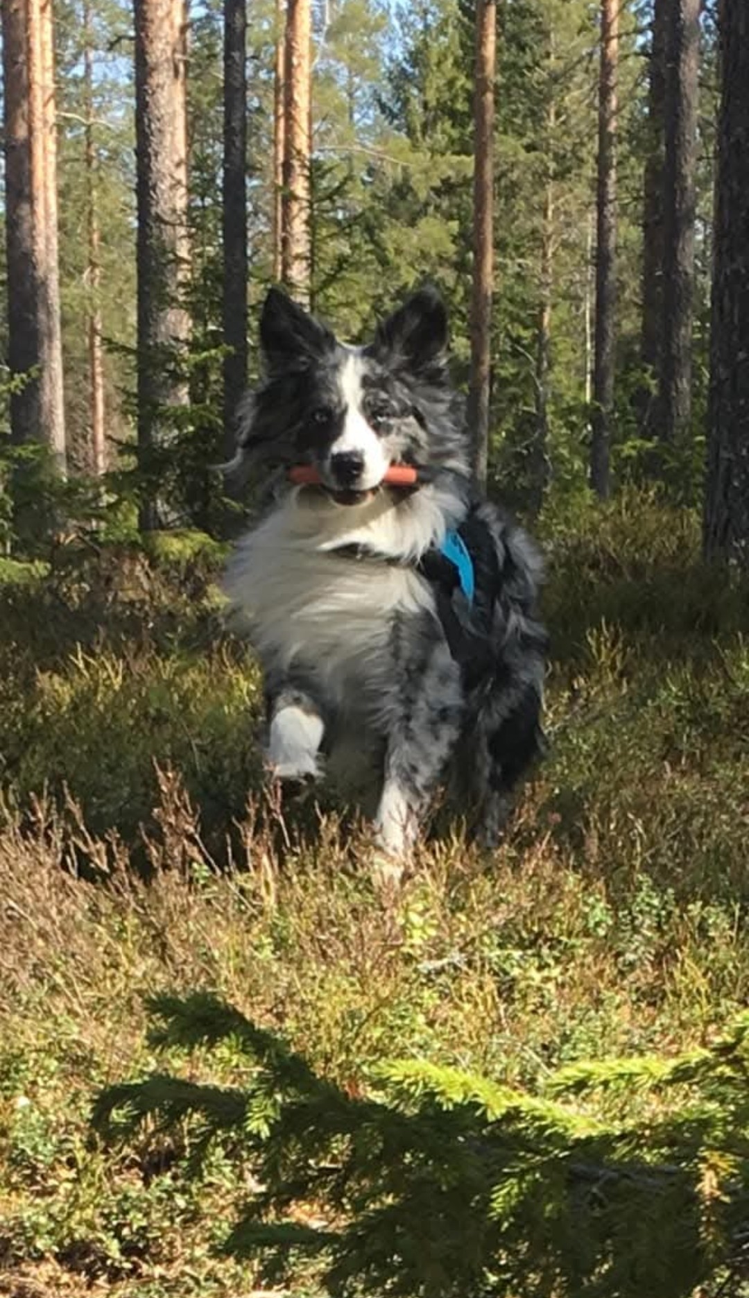 Hund som springer i skogen efter ha gjort ett sök.