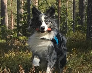 Hund som springer i skogen efter ha gjort ett sök.