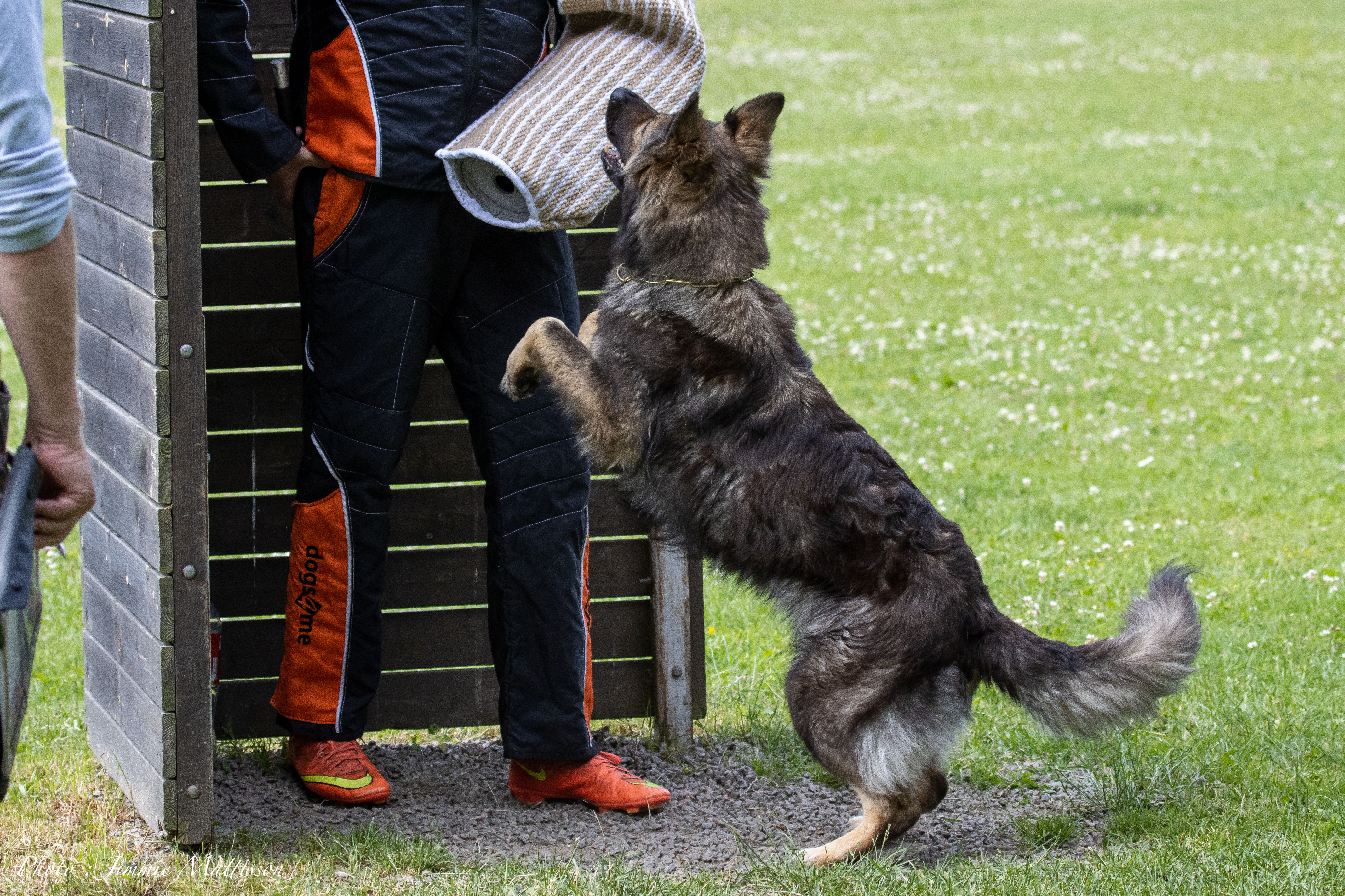 Skyddshund Bevakning 