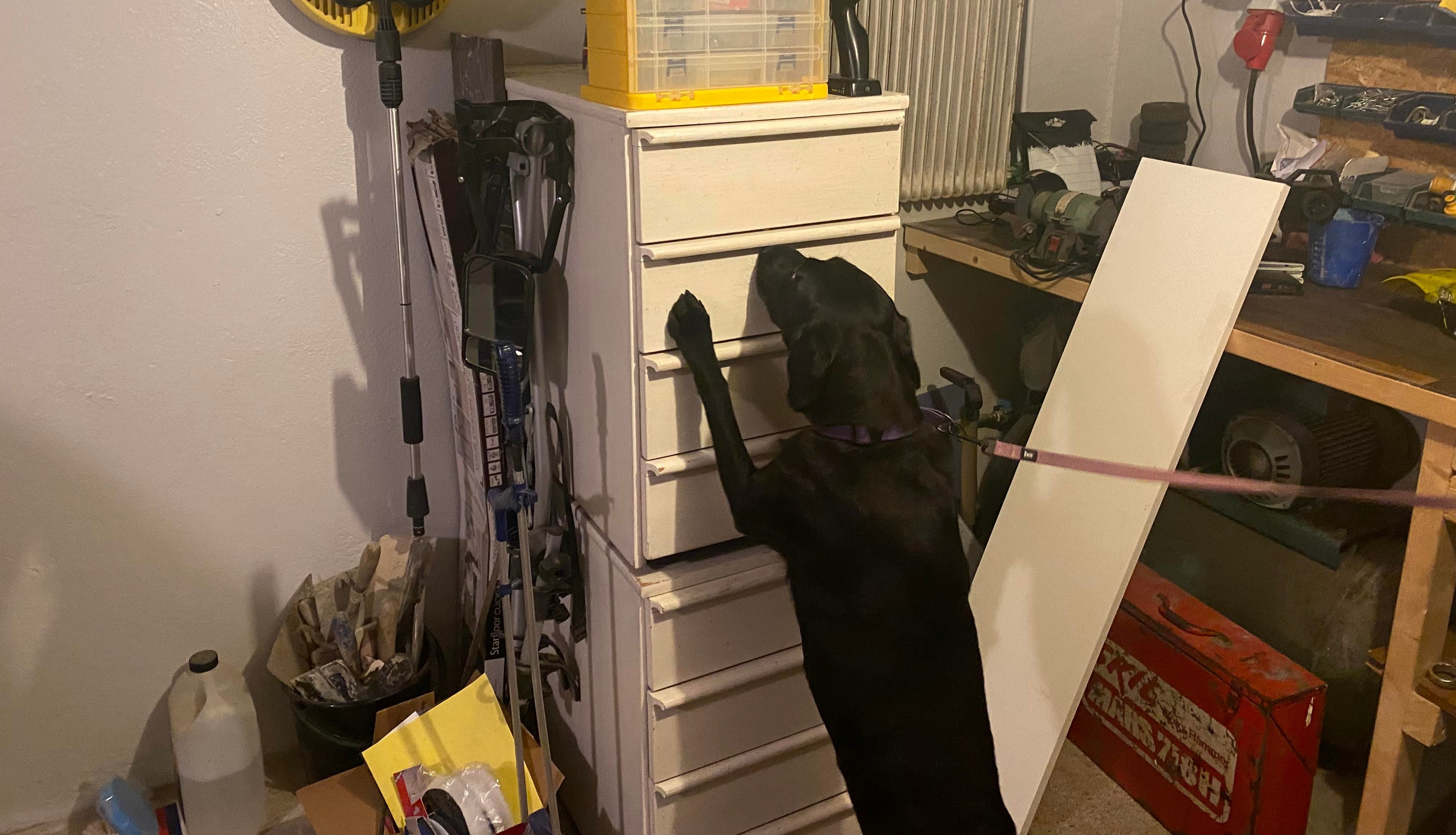 Hund nosar på byrå