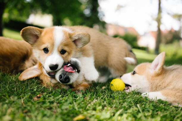 Corgivalpar